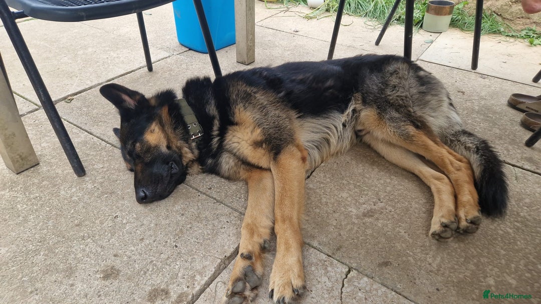 German Shepherd dogs for sale: Beautiful Lovely Boy Looking For A Better Fit - Image 5