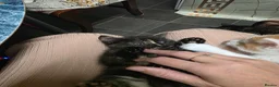 Mixed Breed cats for sale: Beautiful kittens looking for forever home - Advert 18