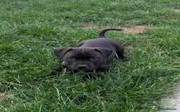Staffordshire Bull Terrier dogs for sale: Champion Bred - Staffordshire Bull Terrier Puppies - Image 19