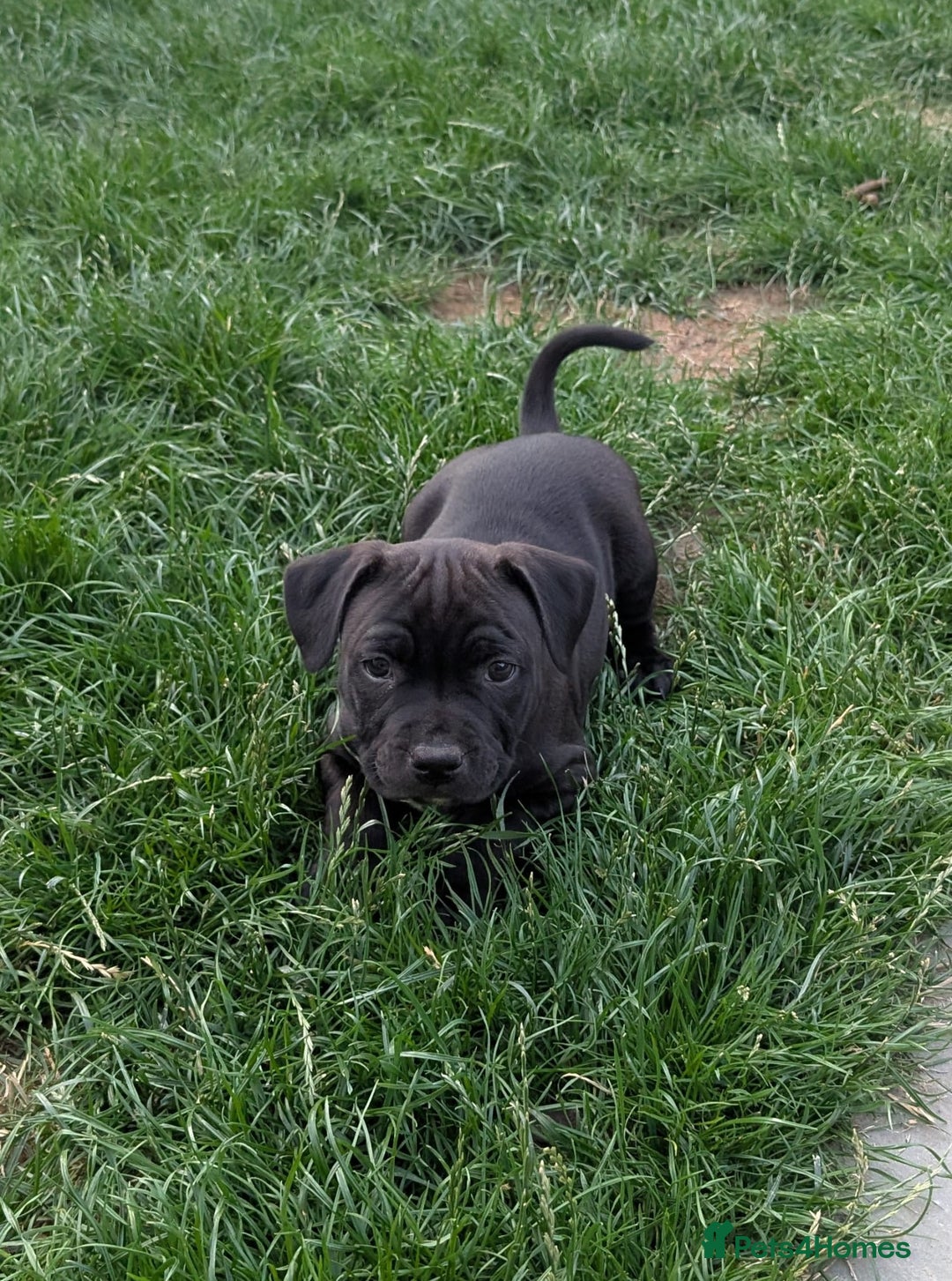 Staffordshire Bull Terrier dogs for sale: Champion Bred - Staffordshire Bull Terrier Puppies - Image 19