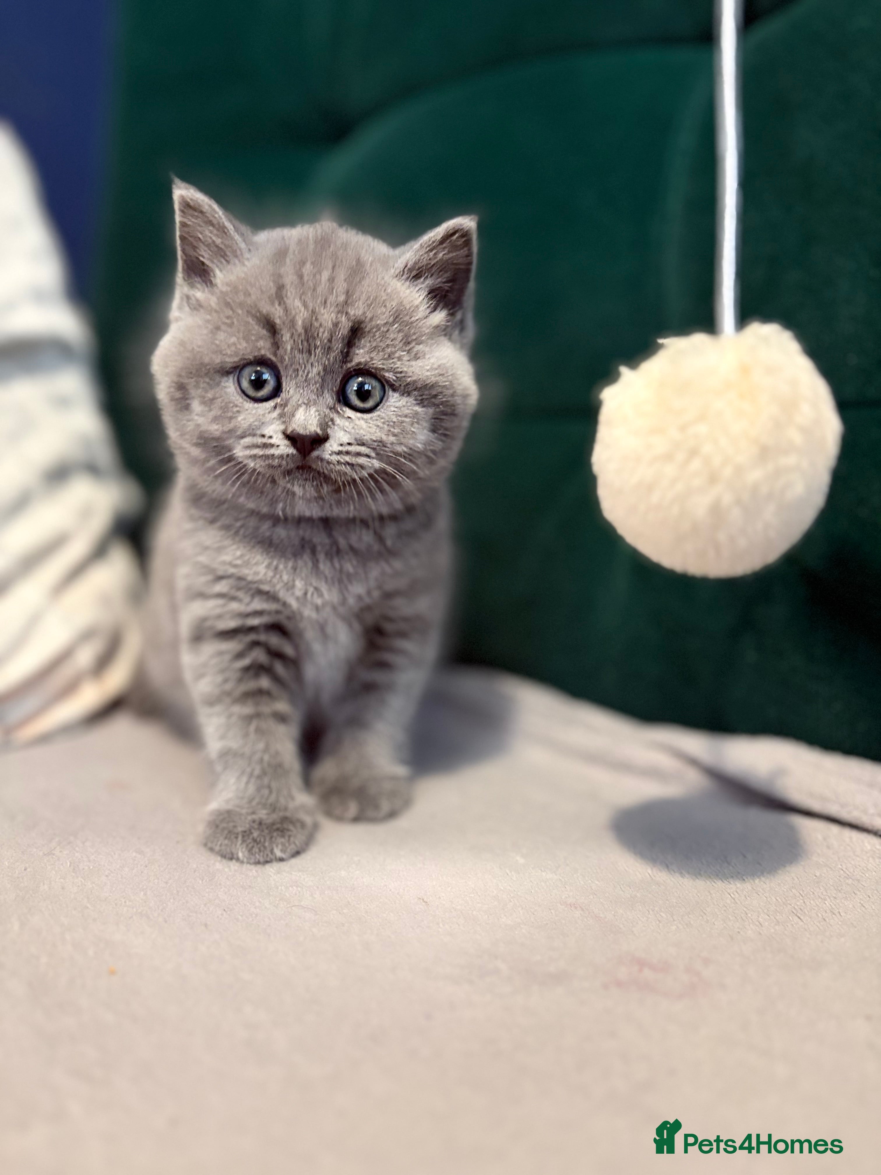 British Shorthair cats for sale: British shortcut - Advert 5
