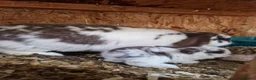Mini Lop rabbits for sale: Baby Mini Lops - Advert 2