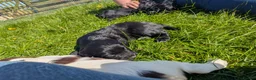 Sprocker dogs for sale: Beautiful F1 Sprocker Puppies - Advert 7