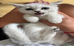 Scottish Fold cats for sale: Scottish Straight Girl  - Image 9