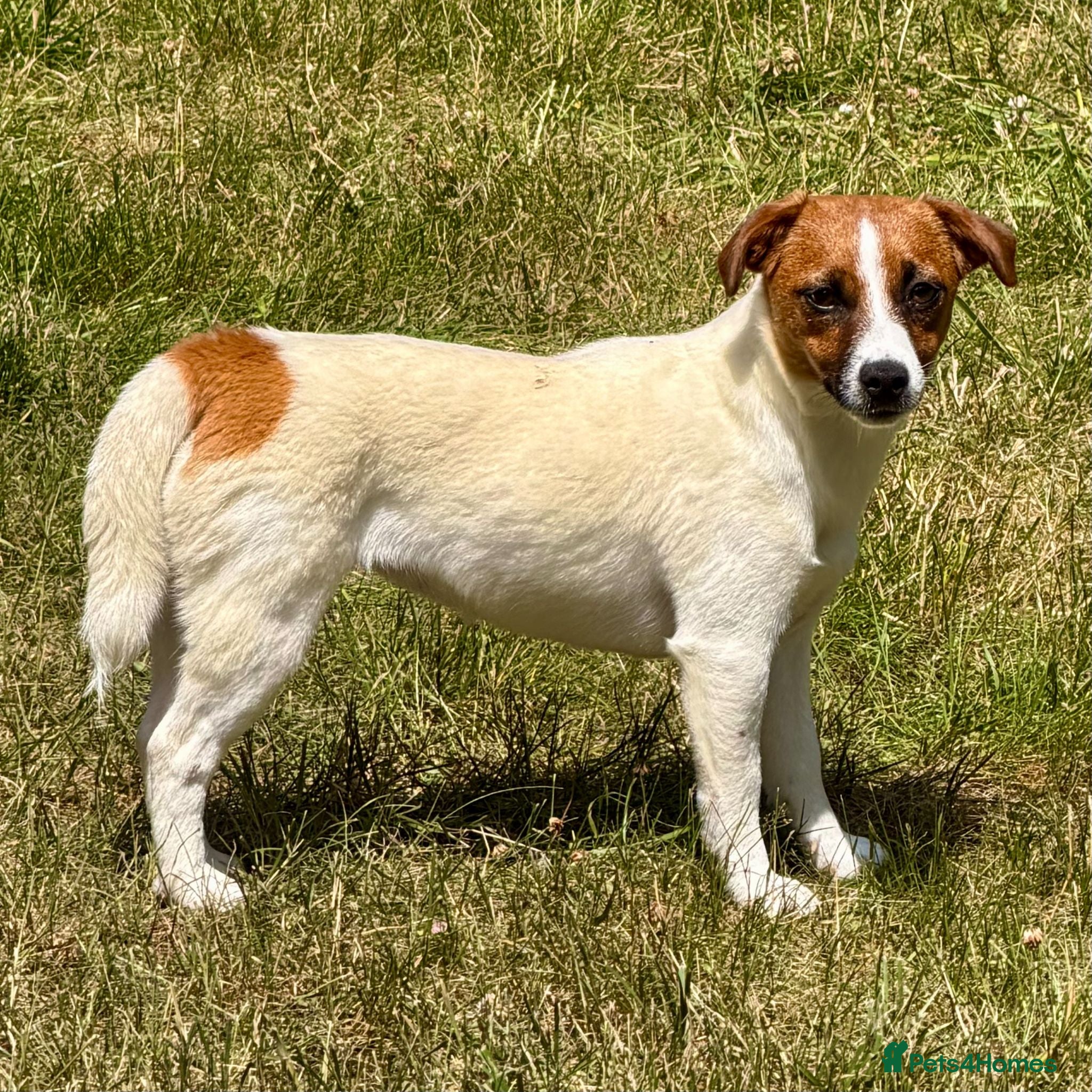 Jack Russell dogs BASMA – Jack Russell Terrier - Advert 1