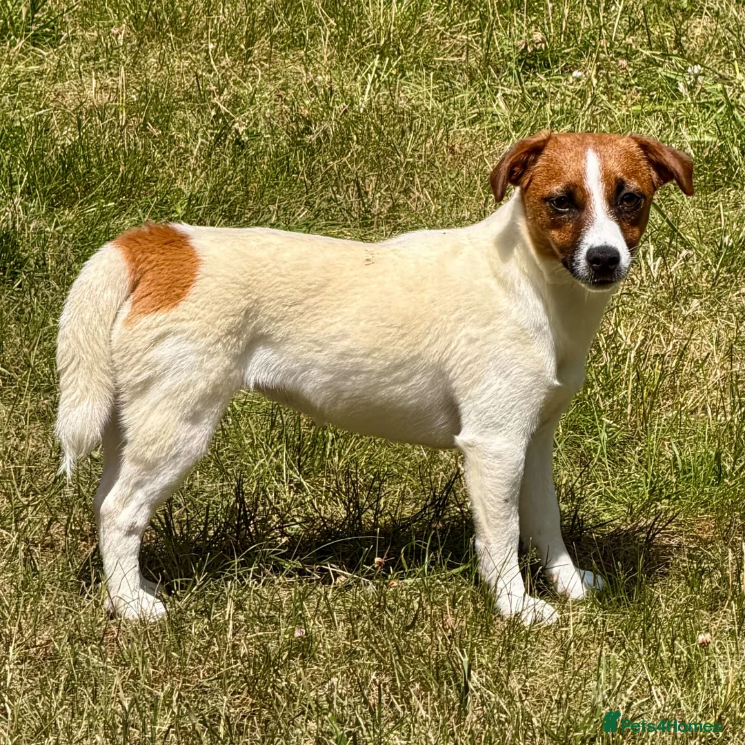 Jack Russell dogs for adoption: BASMA – Jack Russell Terrier - Advert 1
