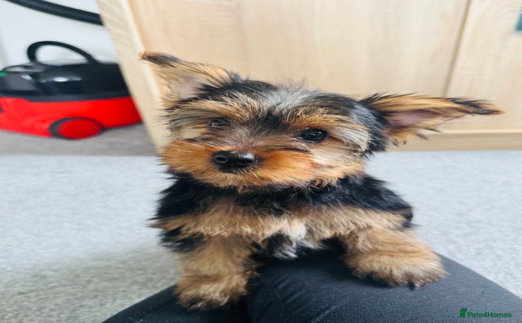 Yorkshire Terrier dogs - Advert 1