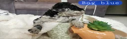 Cockapoo dogs for sale: Beautiful F1B blue merle miniature poodle  - Advert 31