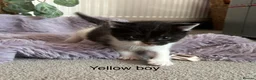 Mixed Breed cats for sale: Fluffy black and white kittens  - Advert 13