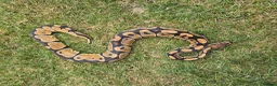 Mixed Breed reptiles for sale: Reptile for sale  - Advert 3