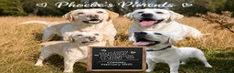Labrador Retriever dogs for sale: Beautiful Labrador Girls  - Advert 5