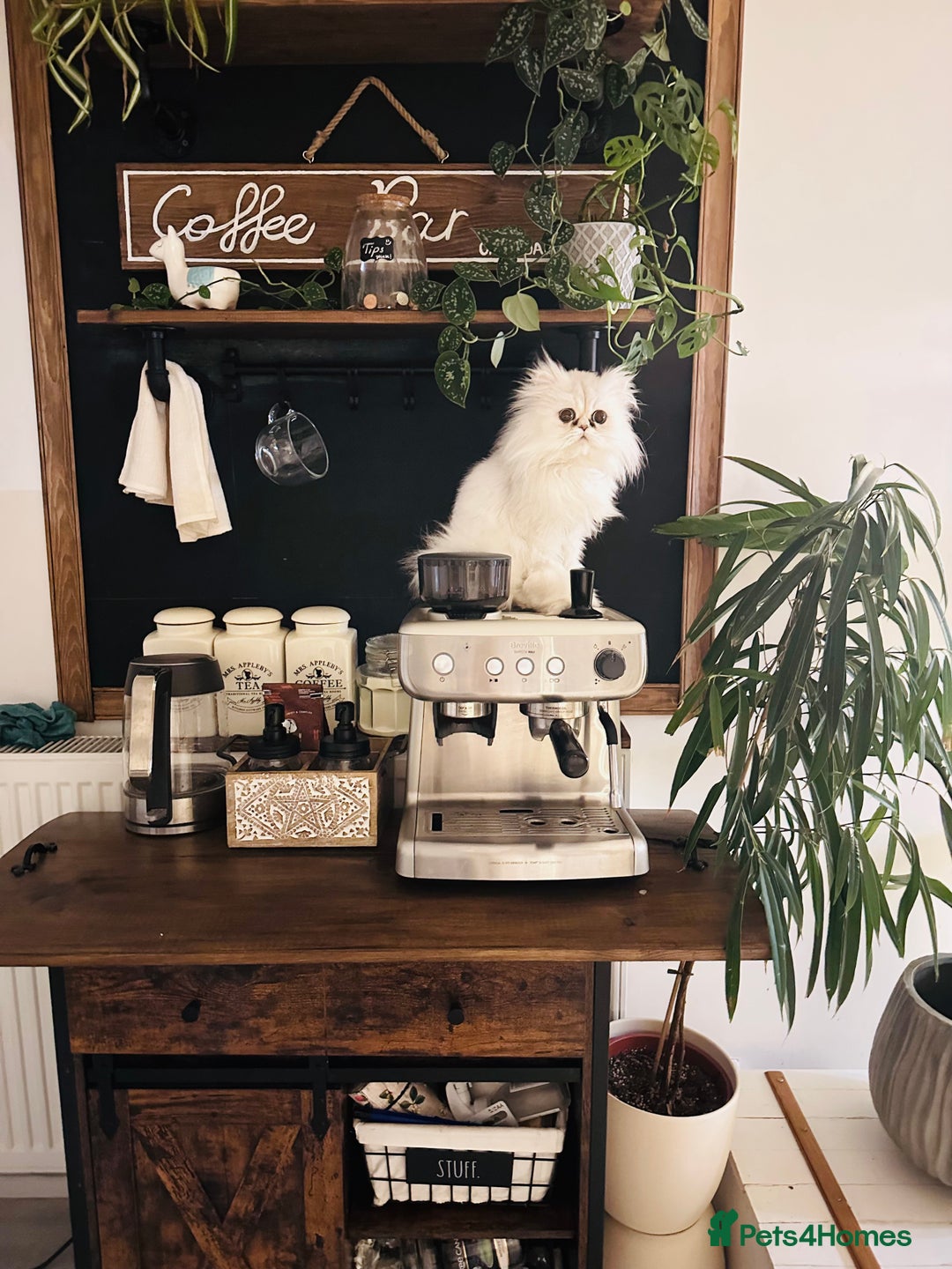 Persian cats for sale: Persian chinchilla cats - Advert 10