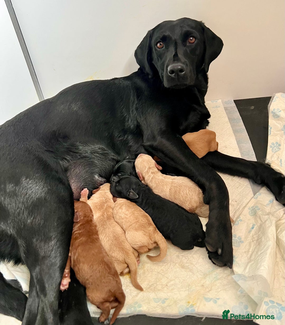 Labradoodle dogs for sale: Gorgeous Litter of F1 Labradoodle Puppies  in Lydbury North - Image 27