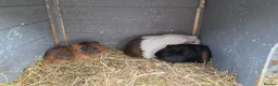 Guinea Pig rodents for sale: 1 male  - Advert 4