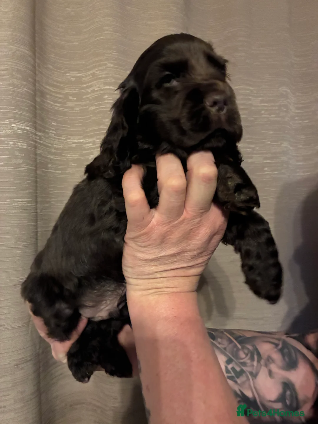 Cocker Spaniel dogs for sale: KC Show type cocker spaniel pups ready to leave  - Advert 39