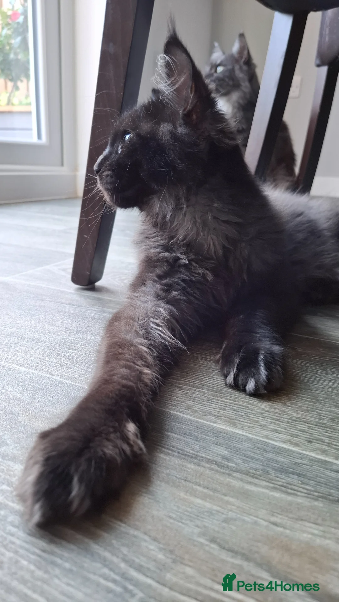 Maine Coon cats for sale: Tica register Maine Coon kittens  - Advert 25