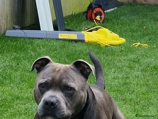 Staffordshire Bull Terrier dogs in Birmingham - Advert 29