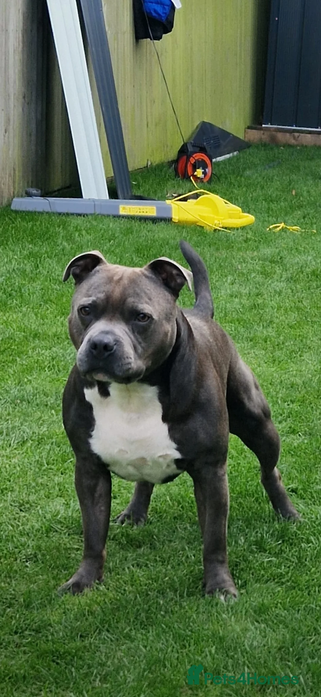 Staffordshire Bull Terrier dogs for stud: Blue Staffordshire bull terrier stud in Birmingham - Advert 1