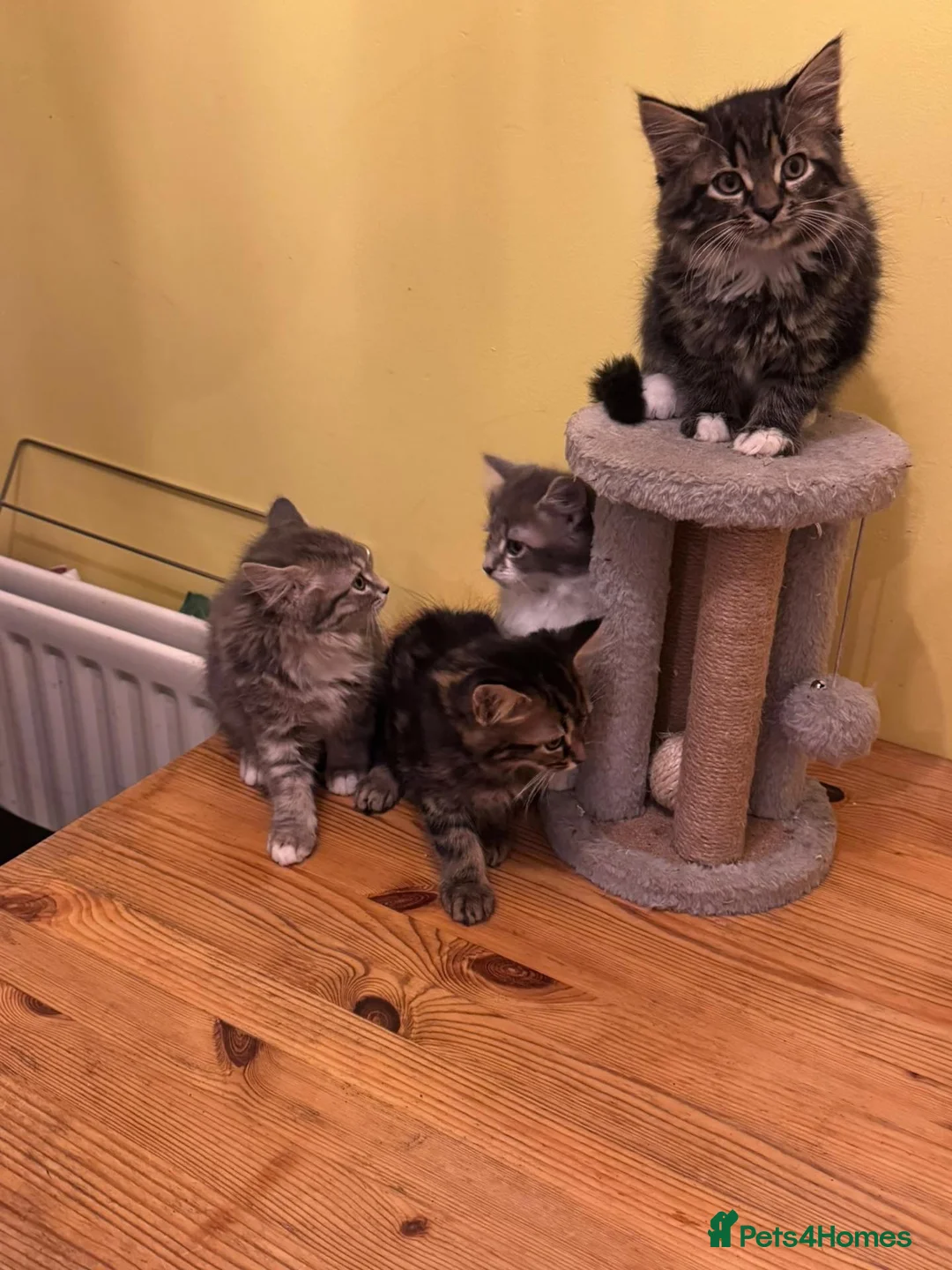 Mixed Breed cats for sale: 4 kittens looking for home in North Hampshire - Advert 6