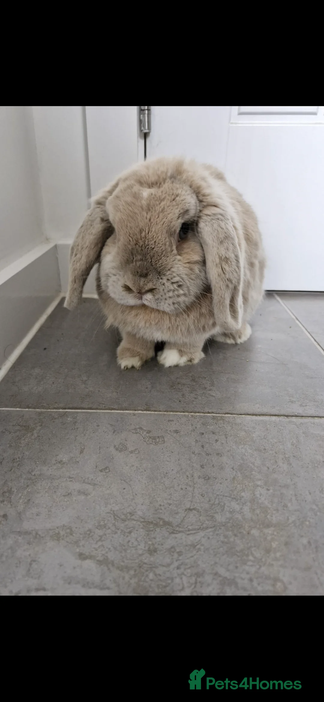 Mini Lop rabbits for sale: Female rabbit  - Advert 1