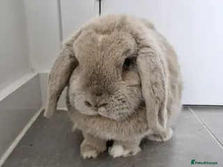 Mini Lop rabbits Female rabbit - Advert 1