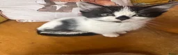 Mixed Breed cats for sale: Ragdoll x Turkish van kittens  - Advert 11