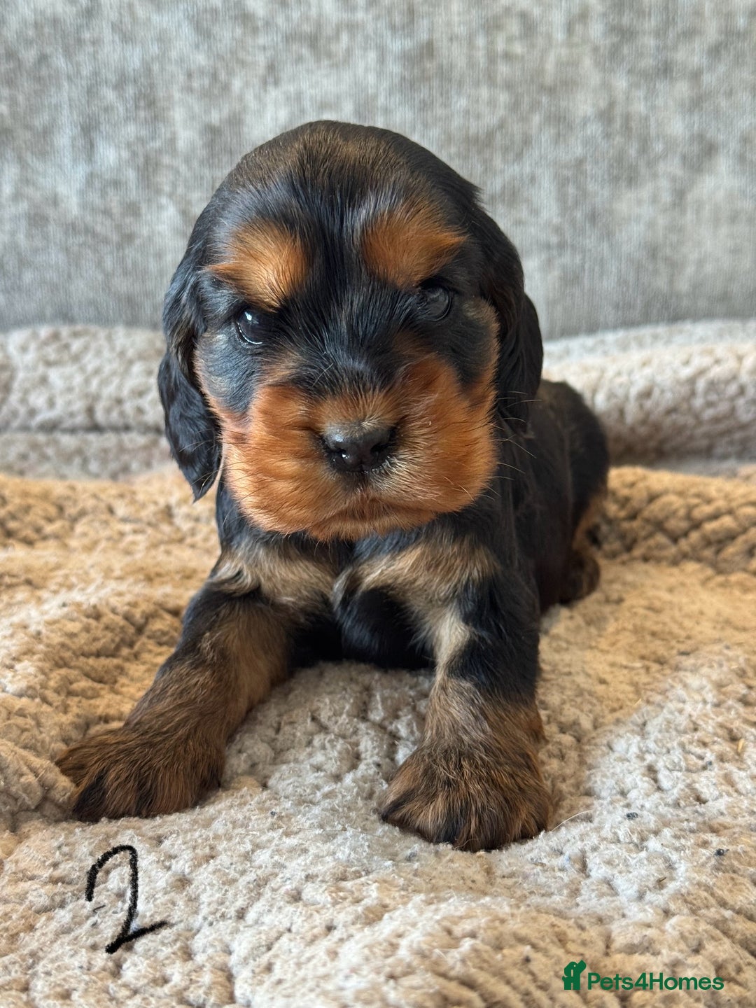 Cocker Spaniel dogs for sale: 100% TRUE SHOW TYPE HEALTH TESTED COCKER SPANIELS  - Advert 3