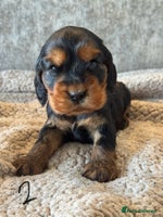 Cocker Spaniel dogs 100% TRUE SHOW TYPE HEALTH TESTED COCKER SPANIELS - Advert 2