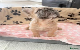 French Bulldog dogs for sale: Visual fluffy French bulldog PUPPYS REDUCED  - Image 7