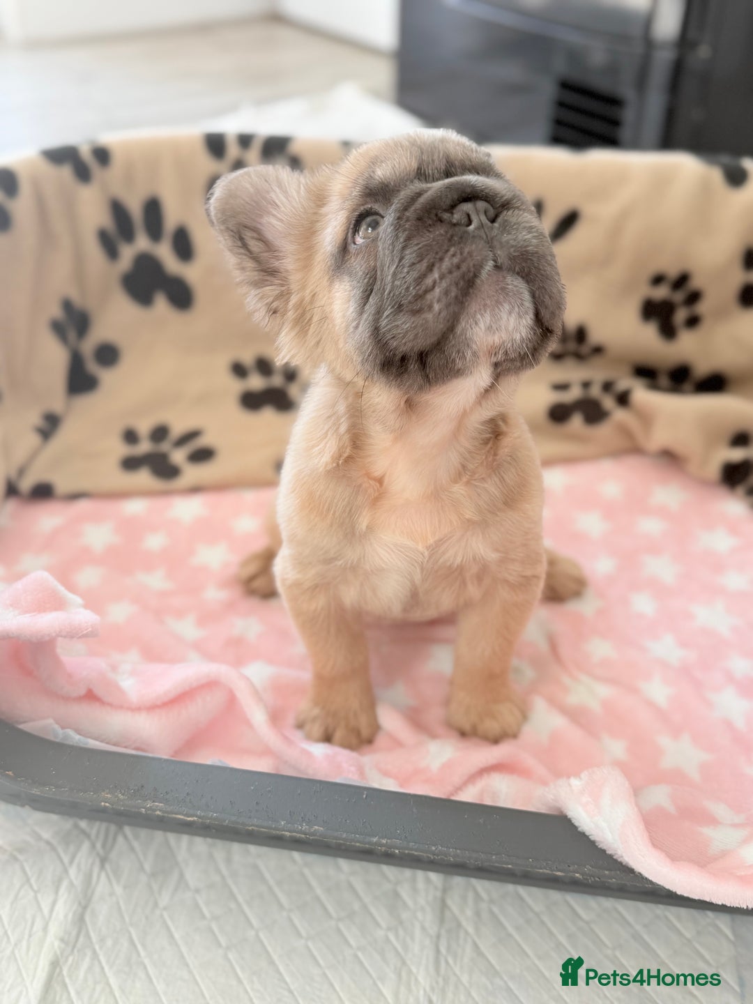 French Bulldog dogs for sale: Visual fluffy French bulldog PUPPYS REDUCED  - Image 7