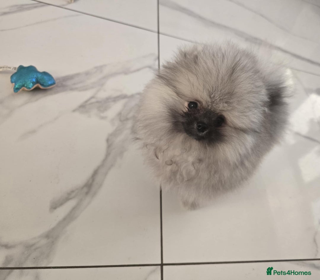Pomeranian dogs for sale: Fabulous boys available to discerning pet homes - Advert 11