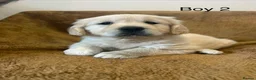 Golden Retriever dogs for sale: KC Registered Golden Retriever Puppies - Advert 20