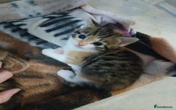 Mixed Breed cats for sale: 6 beautiful kittens - Image 17