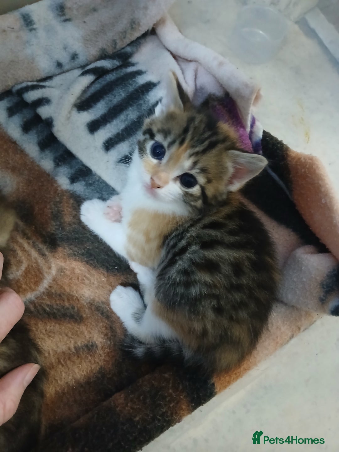 Mixed Breed cats for sale: 6 beautiful kittens - Image 17