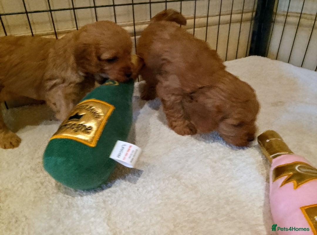 Cavapoo dogs for sale: F1 Cavapoo Pups  - Image 6