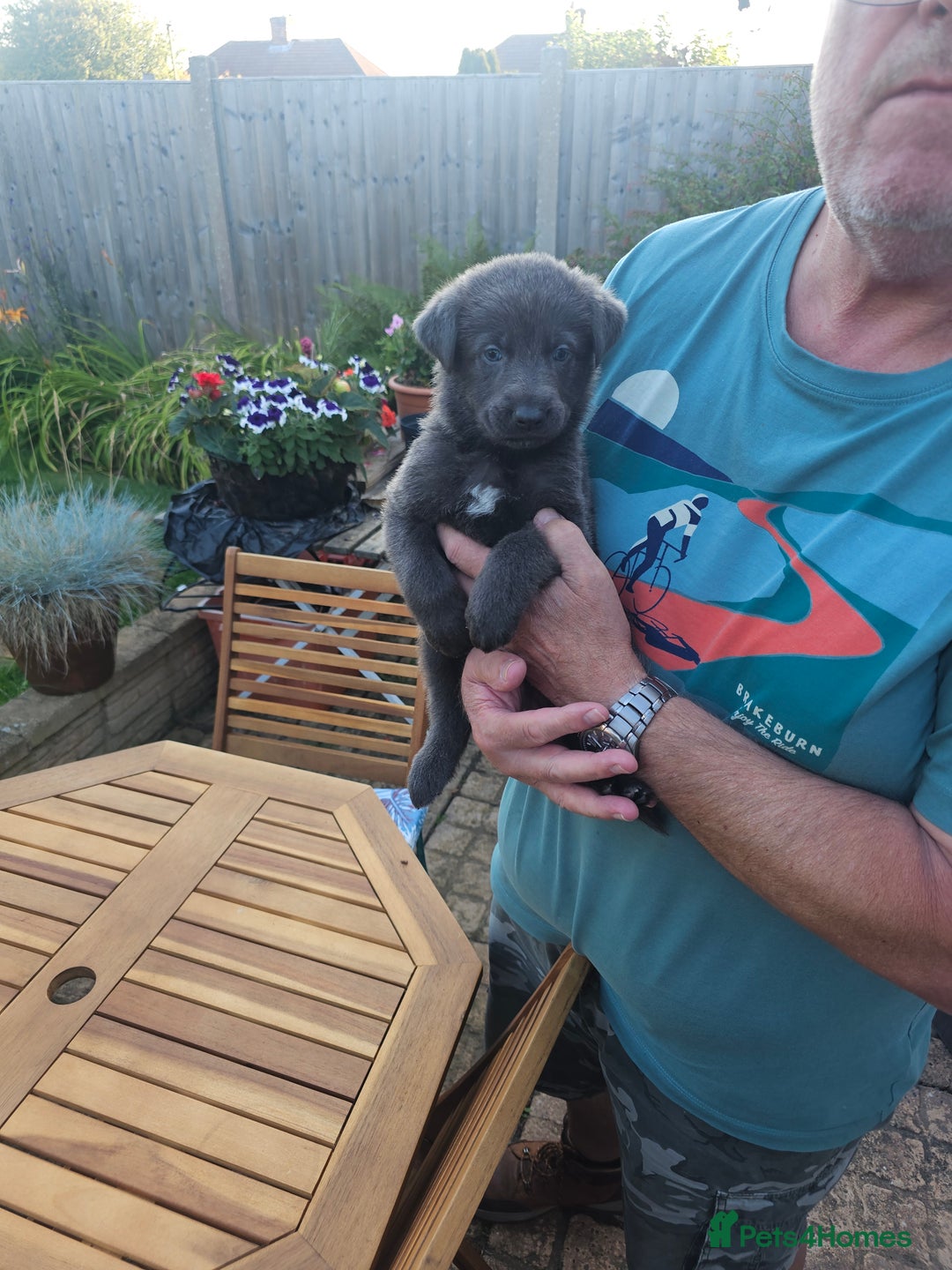 German Shepherd dogs for sale: Blue German shepherds for sale - Image 7