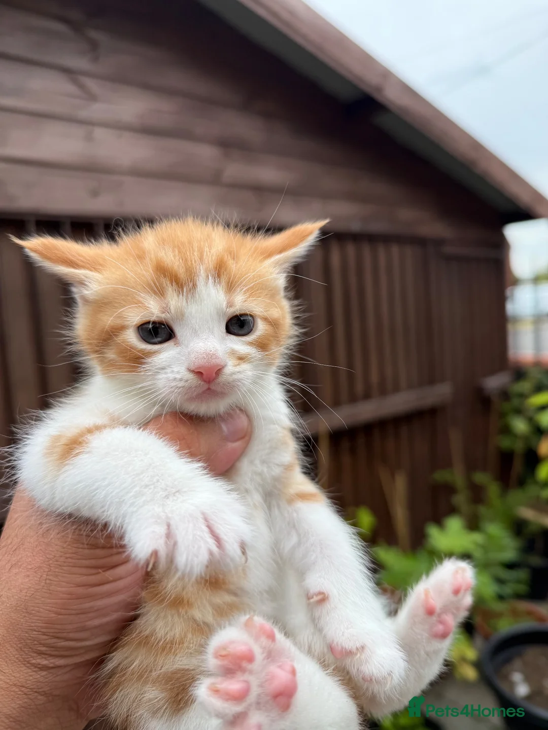 Mixed Breed cats for sale: 6 beautiful fluffy Bengal x Domestic kittens - Advert 7