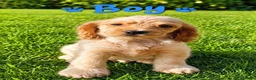 Cocker Spaniel dogs for sale: Ready Tuesday 27th Oct Cocker Spaniel Puppies  - Advert 3
