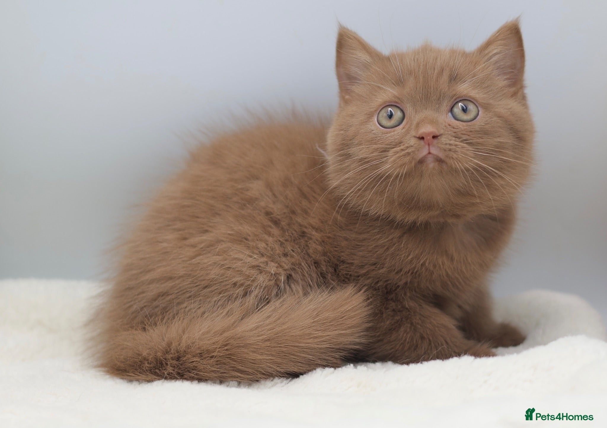 British Shorthair cats PEDIGREE BRITISH SHORTHAIR KITTENS - Advert 2