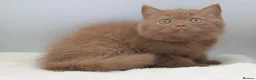 British Shorthair cats for sale: PEDIGREE BRITISH SHORTHAIR KITTENS - Advert 2
