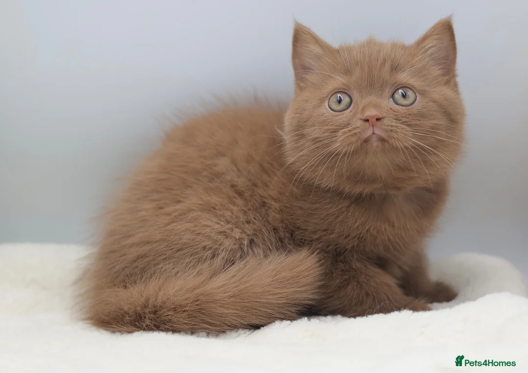 British Shorthair cats for sale: PEDIGREE BRITISH SHORTHAIR KITTENS - Advert 2