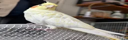 Cockatiels birds for sale: Beautiful hand-tame lutino Cockatiel  in Westbury - Advert 4