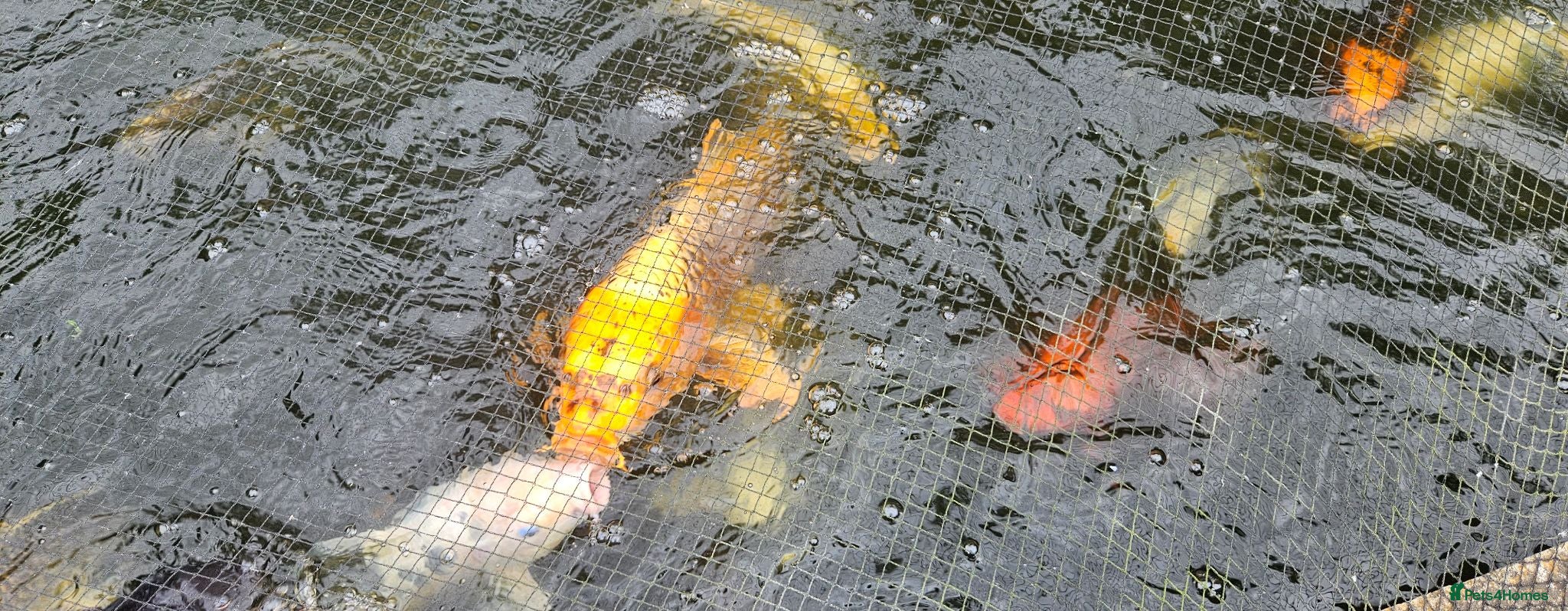 Koi Carp fish Koi fish for sale due to moving house - Advert 2