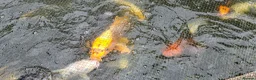 Koi Carp fish for sale: Koi fish for sale due to moving house - Advert 2