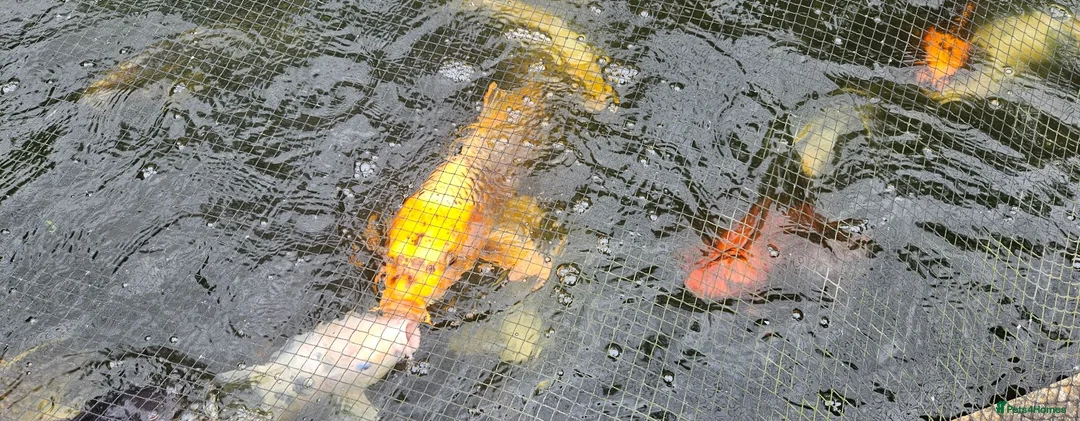 Koi Carp fish for sale: Koi fish for sale due to moving house - Advert 2