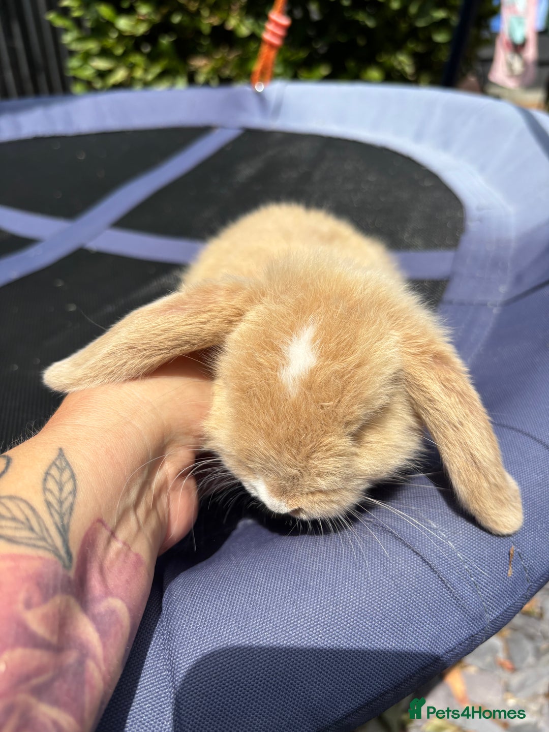 Mini Lop rabbits for sale: Pure breed Mini Lop - Image 2