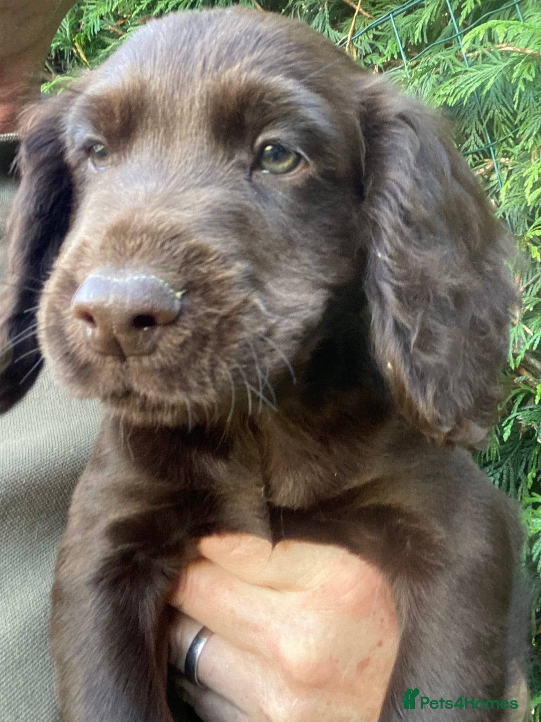 Cocker Spaniel dogs for sale: Health Tested Working Cocker Pups - Image 3