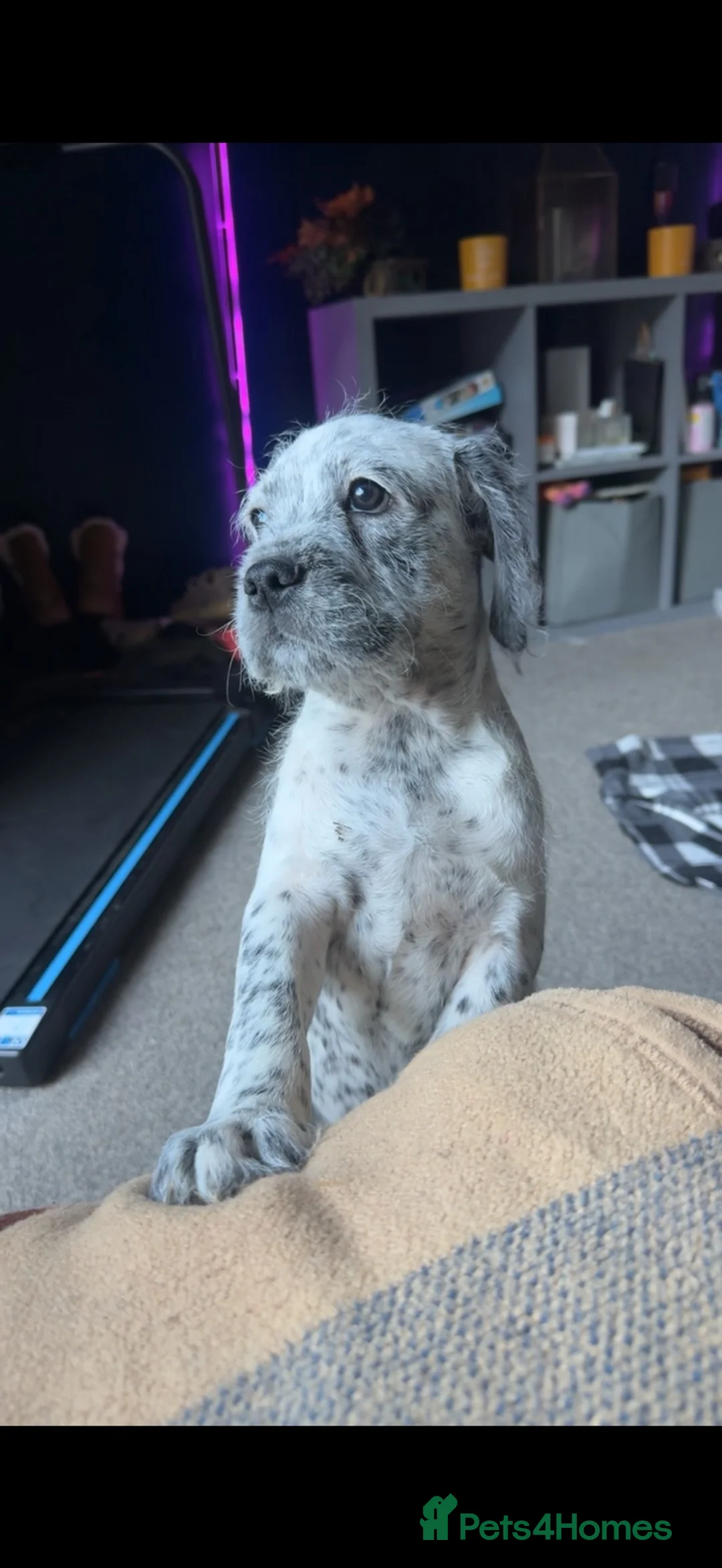Mixed Breed dogs for sale: Beautiful grey merle cockabull male  - Advert 6
