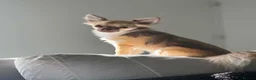 Chihuahua dogs for sale: Stunning Long Haired Chihuahua Puppies - Advert 33