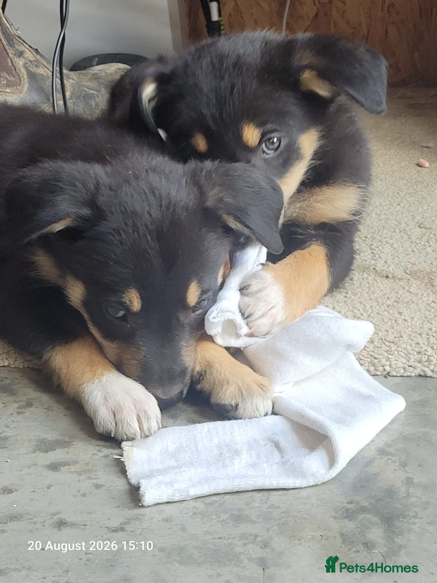 Mixed Breed dogs Kelpie cross puppies - Advert 2